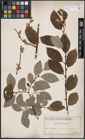 Foto von Salix caprea L.